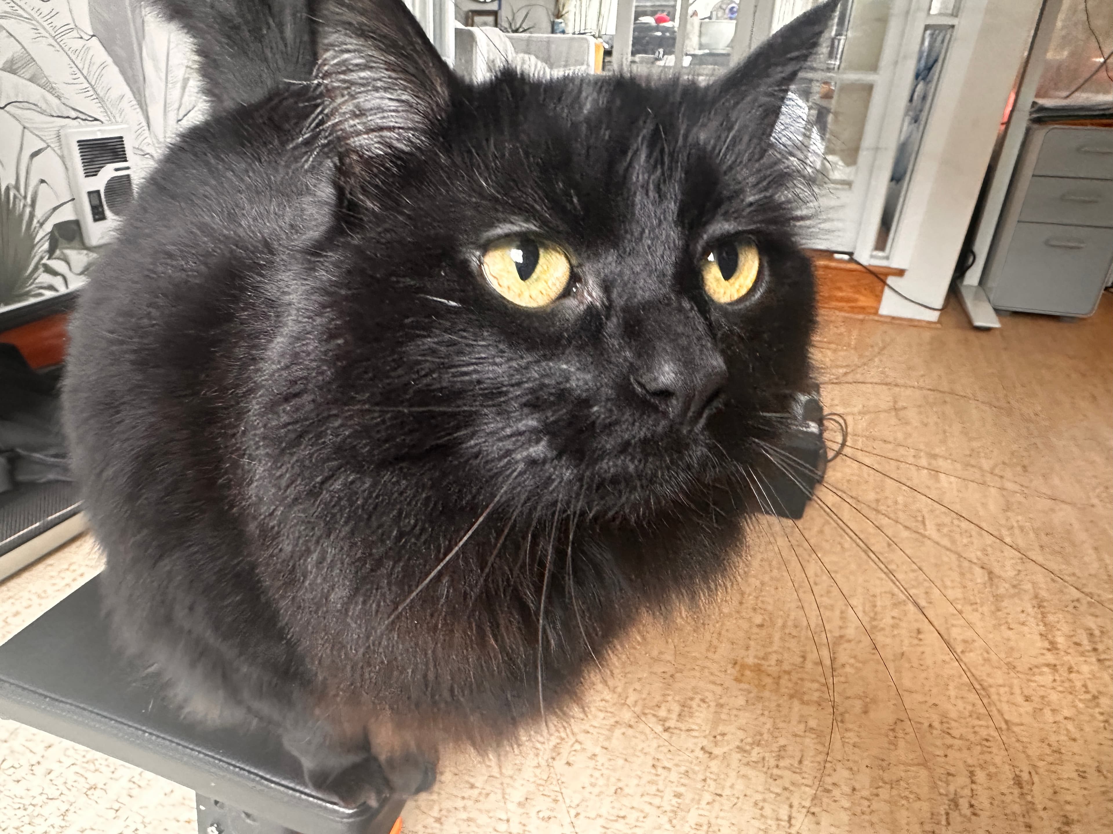 Georgie the cat looking right at the camera