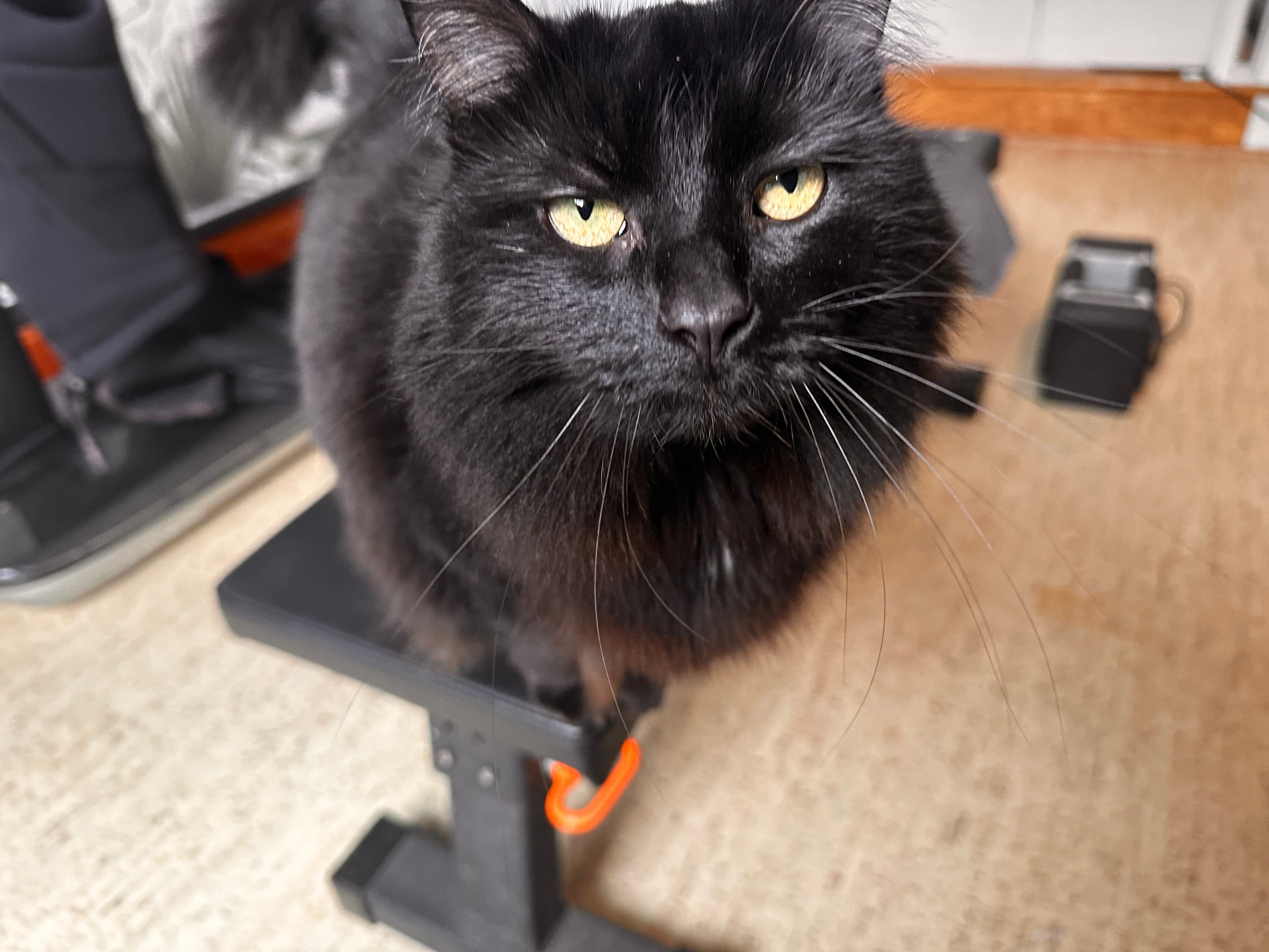 Georgie the cat with a serious face