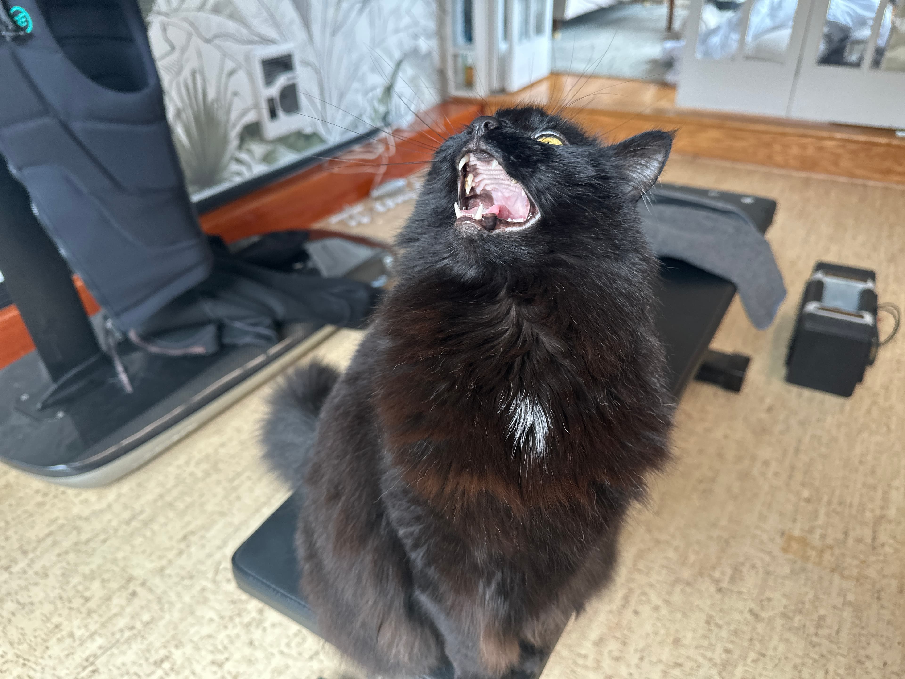 Georgie the cat mid-yawn