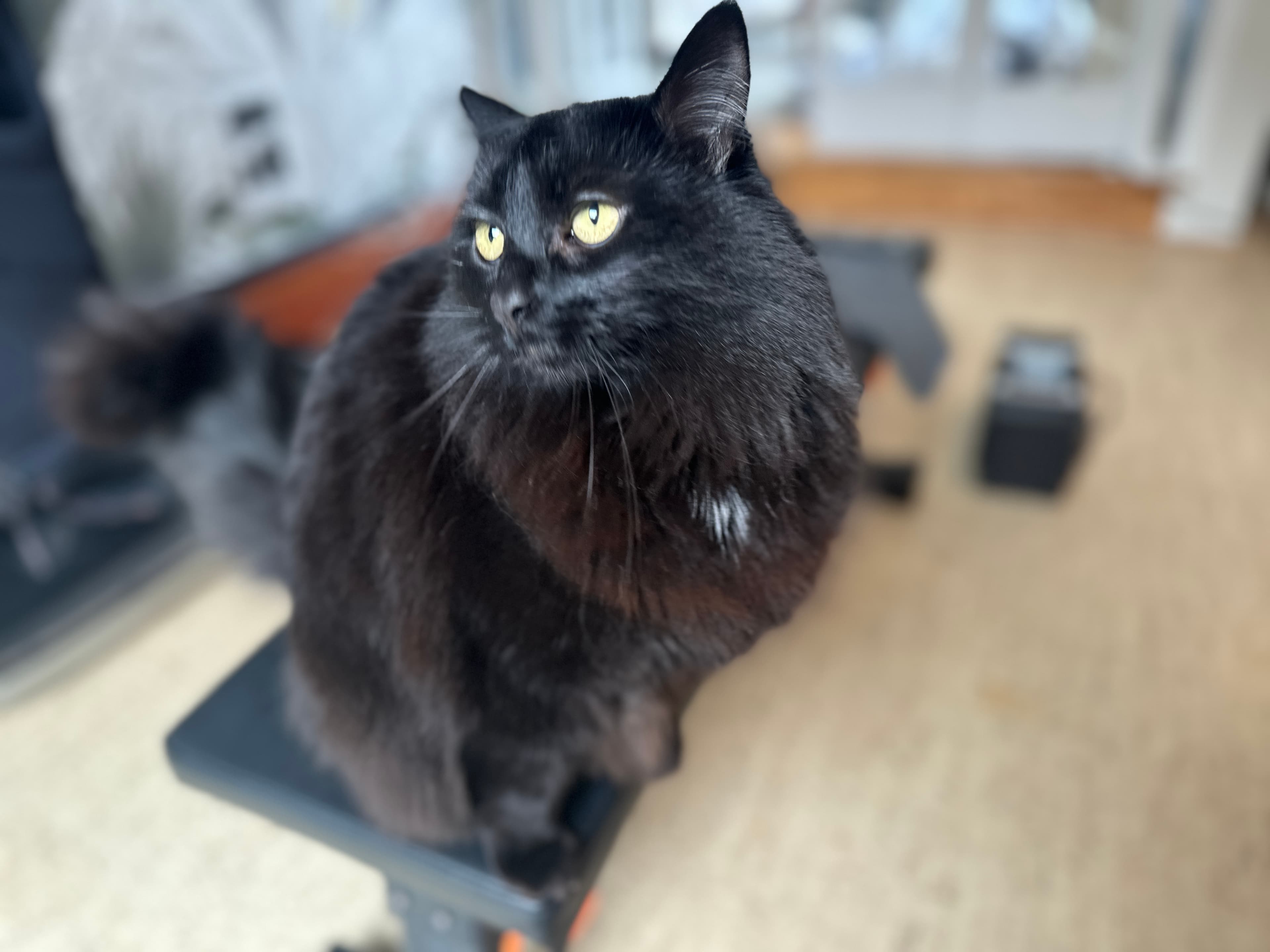 Georgie the cat sitting pretty